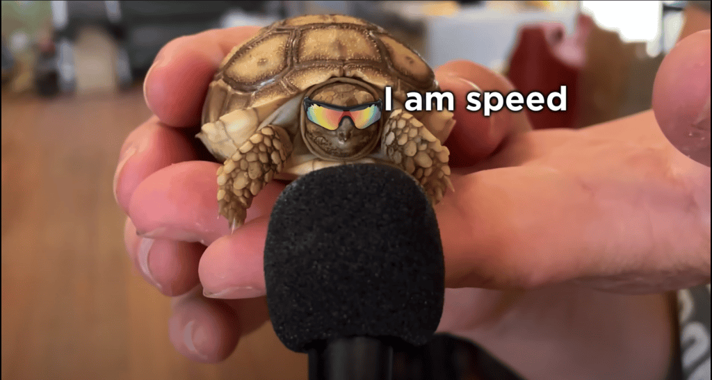 Why is a Wildlife Rehabilitator Interviewing Animals with a Tiny Microphone?